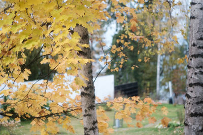 Close-up of maple tree