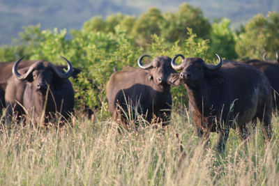 African buffaloes standing on field