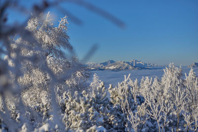 Snow covered plants against sky