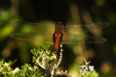 Close-up of dragonfly