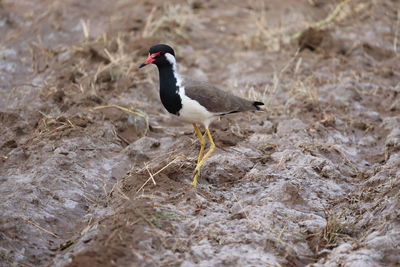 Red wattled lapwing on the ground, outdoor