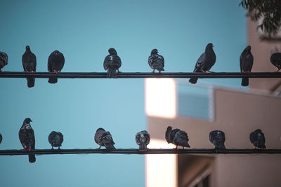 Low angle view of birds perching on cable