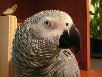 Close-up of parrot looking away