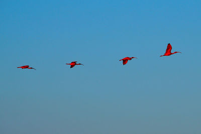 Scarlet ibis on delta das americas, parnaiba, brazil