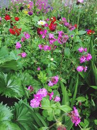 Close-up of pink flowers blooming in park