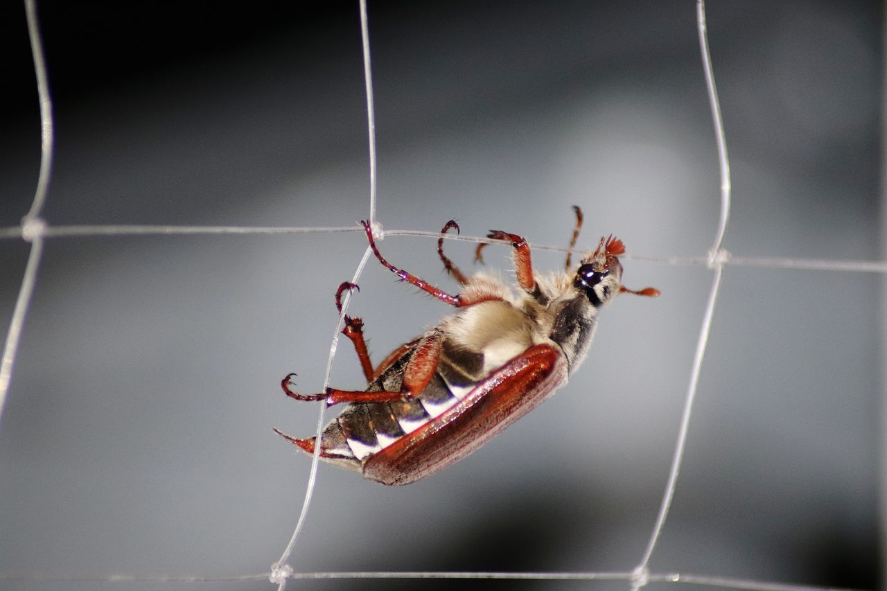 CLOSE-UP OF SPIDER AND WEB