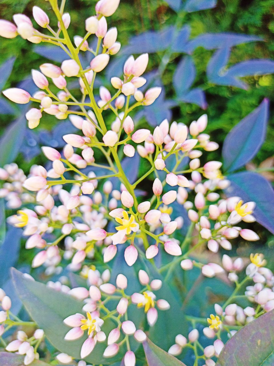 CLOSE-UP OF FLOWERING PLANTS