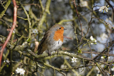 Close-up of bird perching on branch