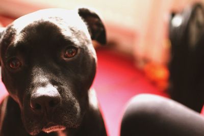 Close-up portrait of dog