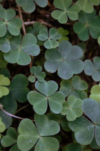 High angle view of plant leaves