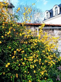 Yellow flowering plants by building against sky