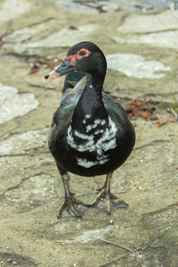 Portrait of a duck with interesting plumage walks along a stone-paved promenade