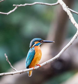 Close-up of bird perching on branch