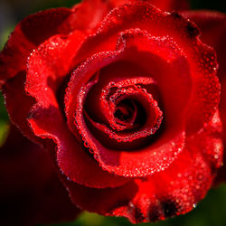 Close-up of red rose