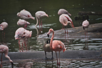 Group of pink flamingos wading in a lake at a zoo