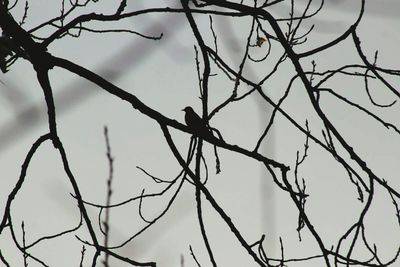 Low angle view of bare tree against sky