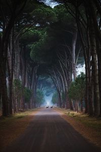 Road amidst trees in forest