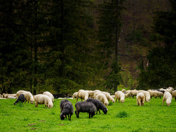 Sheep on a pasture in a mountain valley