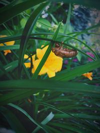 Close-up of insect on plant