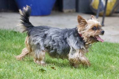 Dog running on grass