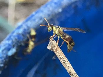 Close-up of dragonfly on twig