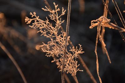 Close-up of plant in winter