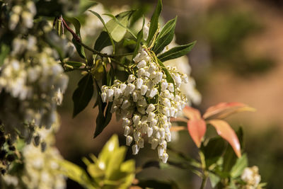 Close-up of white flowering plant