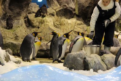 Female zoo keeper with emperor penguins at zoo