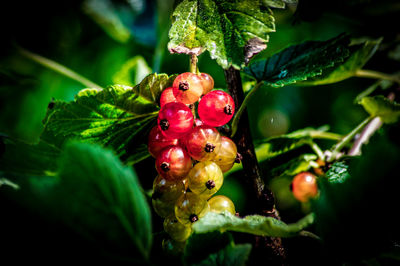 Close-up of fruits on tree