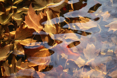 Close-up of autumn leaves