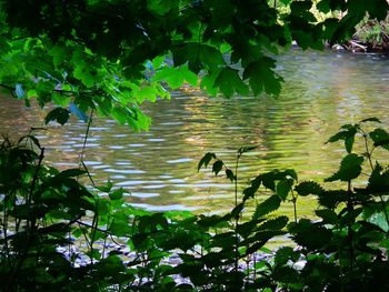 Close-up of plants in water