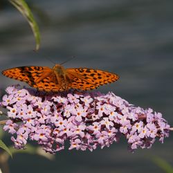 Close-up of butterfly on flower