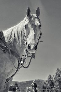 Close-up of horse against sky