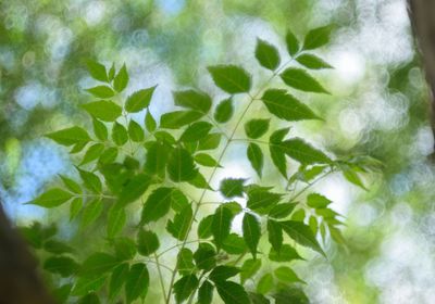 Close-up of leaves