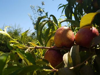 Close-up of fruits growing on plant against sky