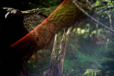 Close-up of lizard on tree trunk in forest