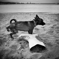 Dog looking away