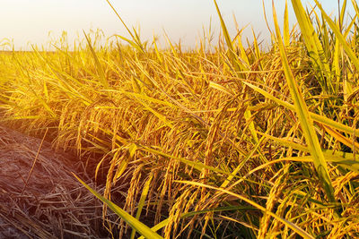 Close-up of wheat growing on field