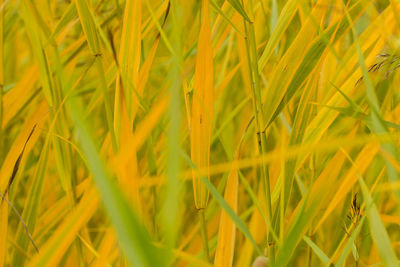 Plant growing on field
