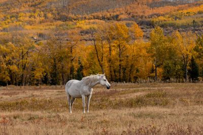 Horse standing in a forest