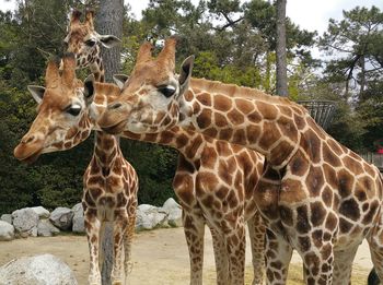 View of giraffe in zoo