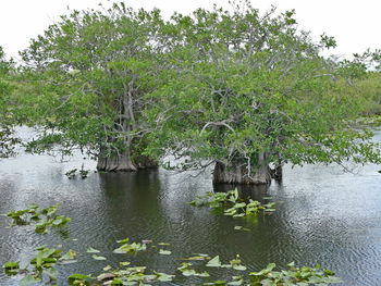 Plants by river against sky