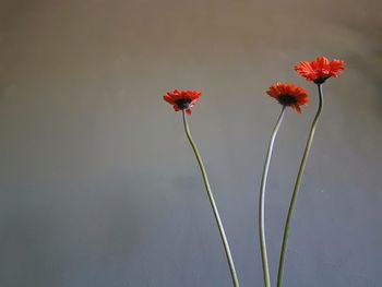 Close-up of red flowering plant