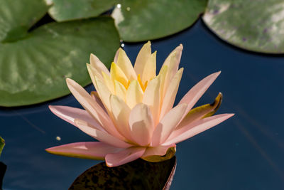 Close-up of lotus water lily in pond