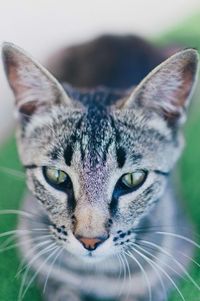 Close-up portrait of a cat