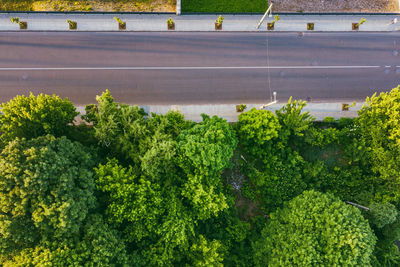 Directly above shot of trees by empty road