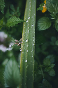 Close-up of wet plant leaf