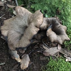 High angle view of cat relaxing outdoors