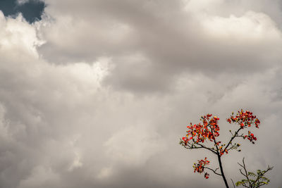 Low angle view of tree against sky