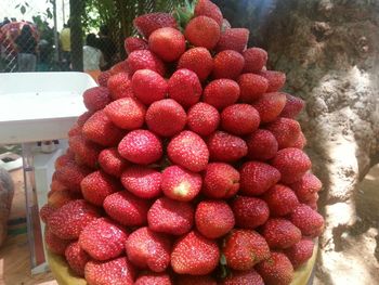 View of raspberries and tree